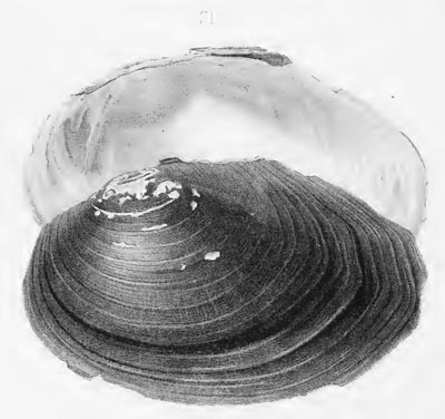 specimen image from publication