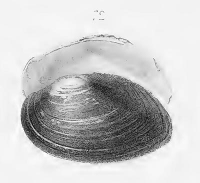 specimen image from publication