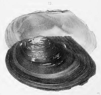 specimen image from publication