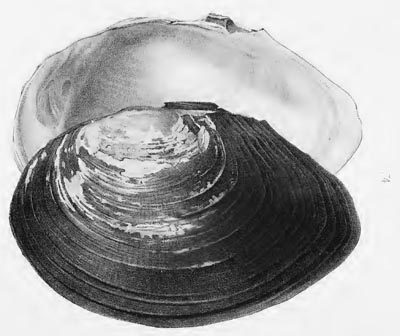 specimen image from publication