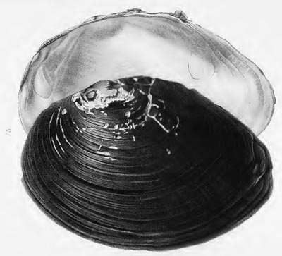 specimen image from publication