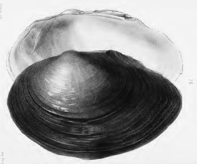 specimen image from publication