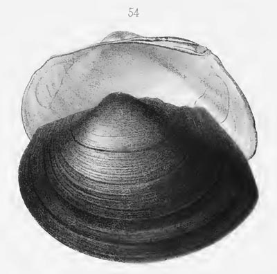 specimen image from publication