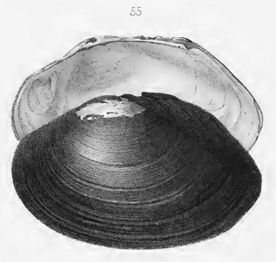 specimen image from publication