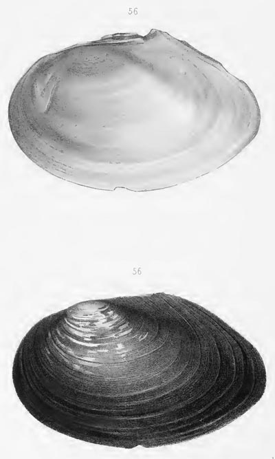 specimen image from publication