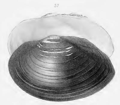 specimen image from publication