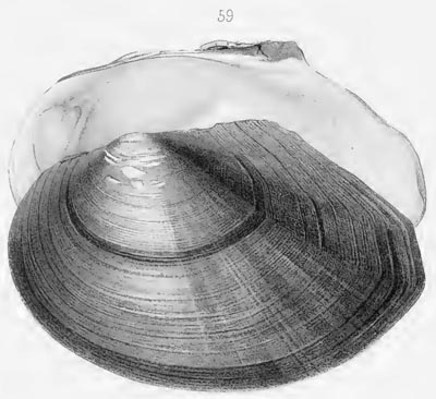 specimen image from publication