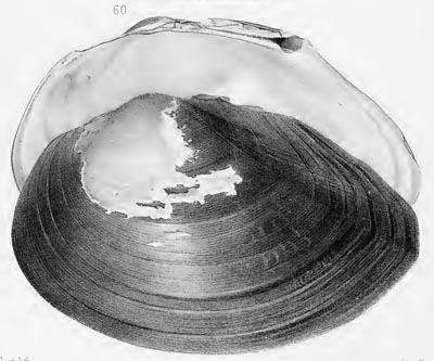 specimen image from publication