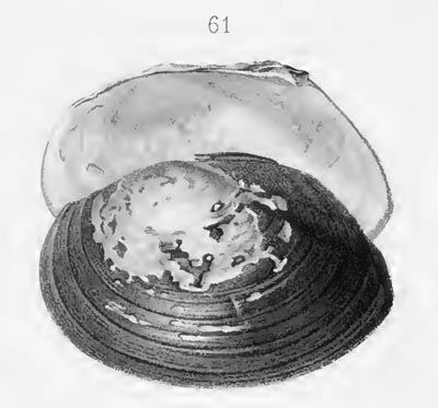 specimen image from publication