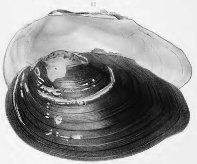 specimen image from publication