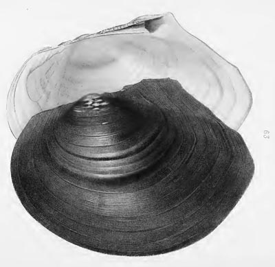 specimen image from publication