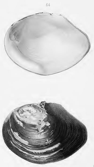 Decorative image of a representative of Mimo fenouilii