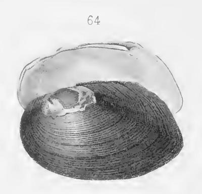 specimen image from publication