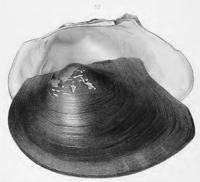 specimen image from publication