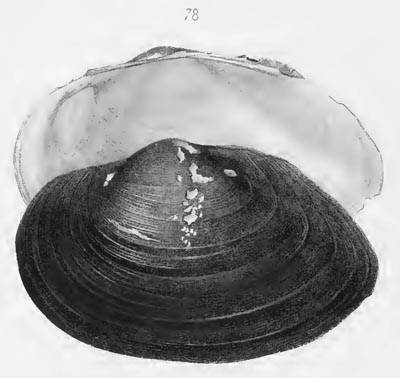 specimen image from publication