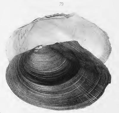 specimen image from publication