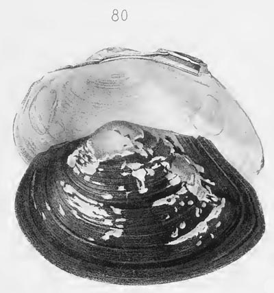 specimen image from publication