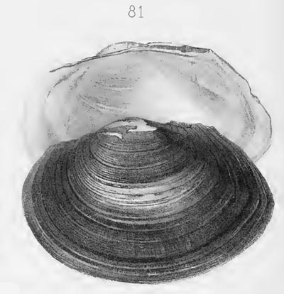 specimen image from publication