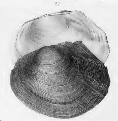 specimen image from publication