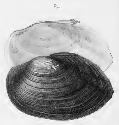 specimen image from publication