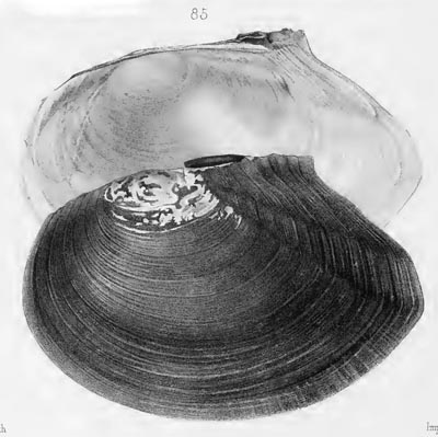 specimen image from publication