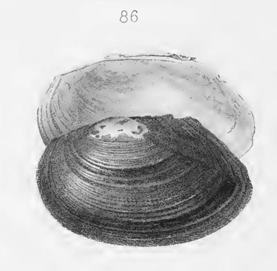 specimen image from publication