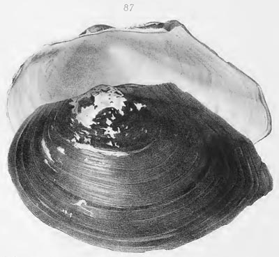 specimen image from publication