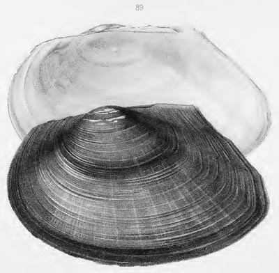 specimen image from publication