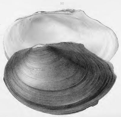 specimen image from publication