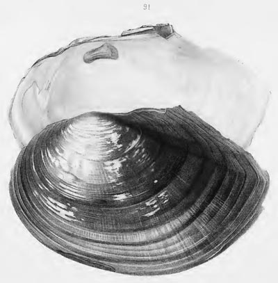 specimen image from publication