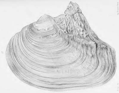 specimen image from publication