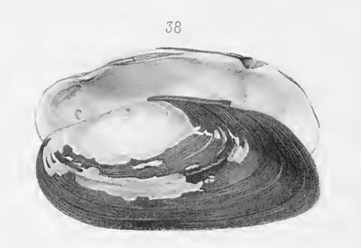 specimen image from publication