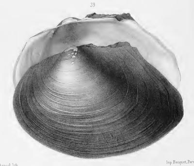 specimen image from publication