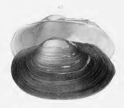 specimen image from publication