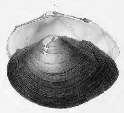 specimen image from publication