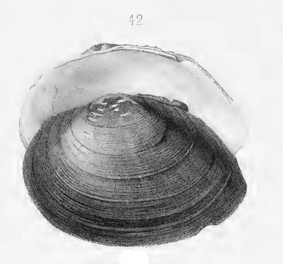 specimen image from publication