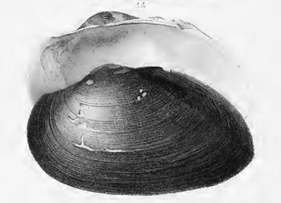 specimen image from publication
