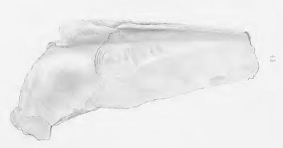 specimen image from publication