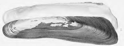specimen image from publication
