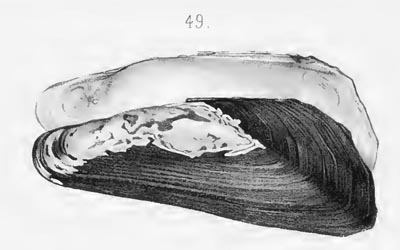 specimen image from publication