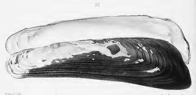 specimen image from publication
