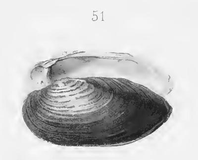 specimen image from publication