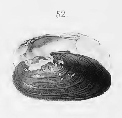 specimen image from publication