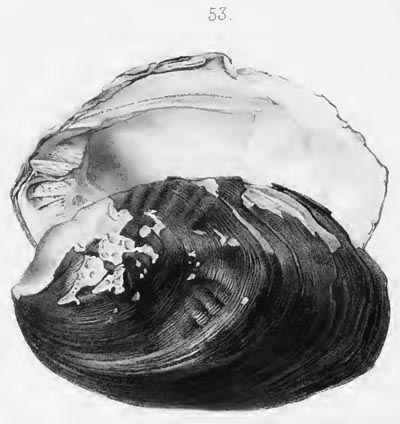 specimen image from publication