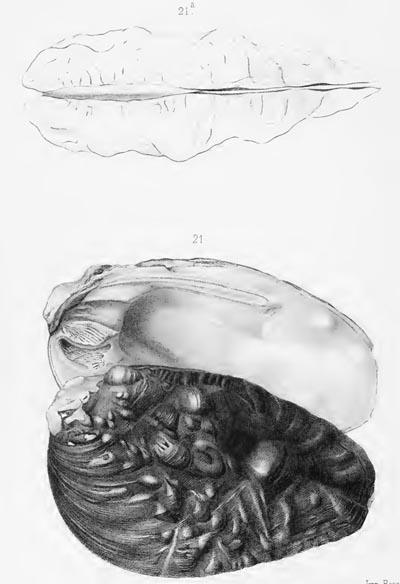 specimen image from publication