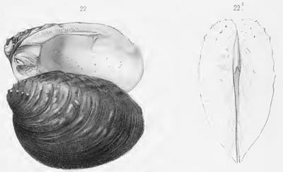 specimen image from publication
