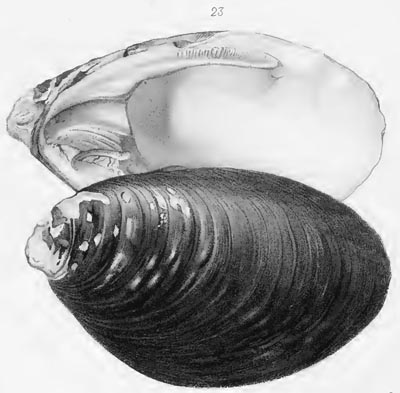 specimen image from publication