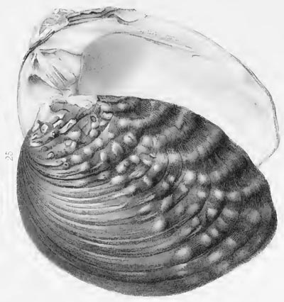 specimen image from publication