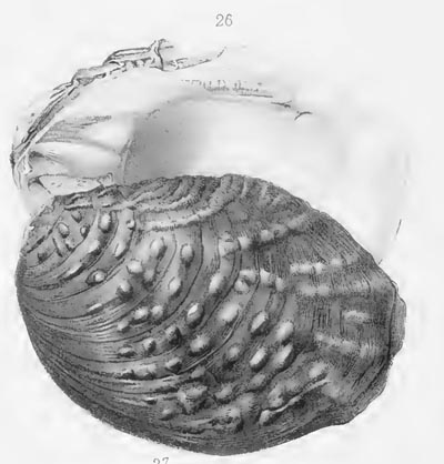 specimen image from publication