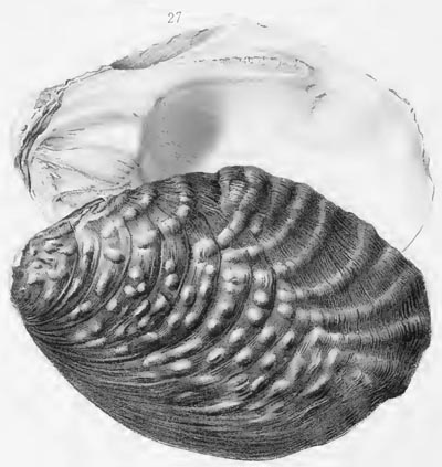 specimen image from publication